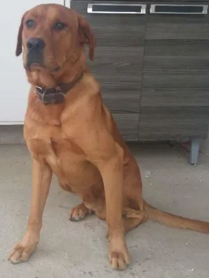 Cachorro raça labrador idade 1 ano nome Marley
