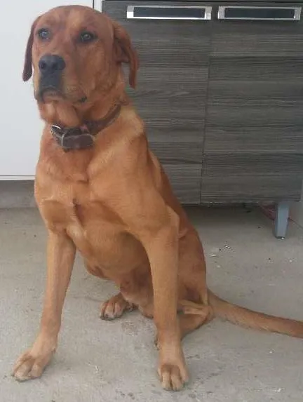Cachorro ra a labrador idade 1 ano nome Marley