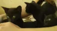 gatos pretos