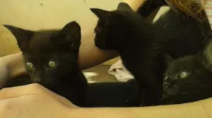 Gato raça indefinida idade Abaixo de 2 meses nome gatos pretos
