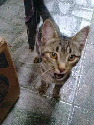 Gato ra a SRD idade 2 a 6 meses nome Sem nome