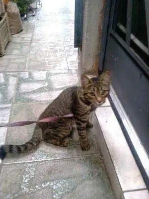 Gato ra a SRD idade 2 a 6 meses nome Sem nome