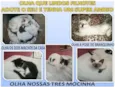 são 3 femeas e 2 ma