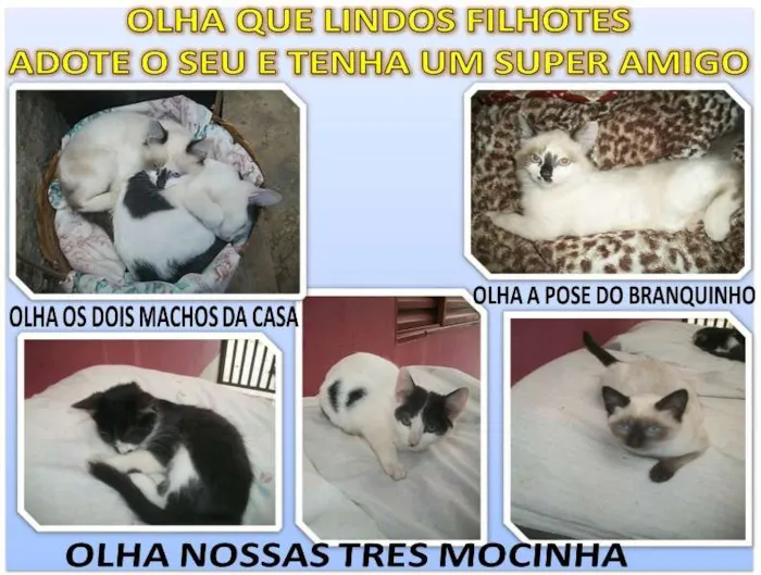 Gato ra a Misturados com siames idade 2 a 6 meses nome são 3 femeas e 2 ma