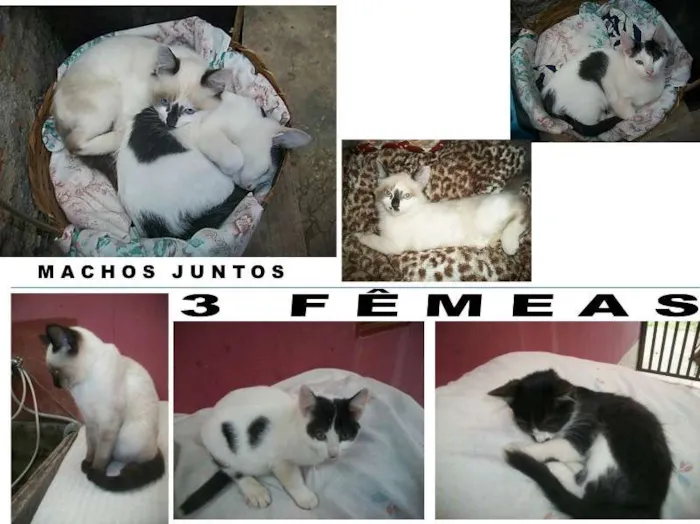Gato ra a Misturados com siames idade 2 a 6 meses nome são 3 femeas e 2 ma