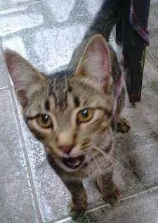 Gato ra a SRD idade 2 a 6 meses nome Sem nome