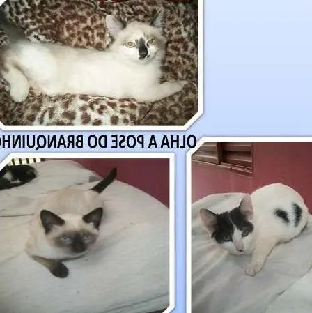 Gato ra a Misturados com siames idade 2 a 6 meses nome são 3 femeas e 2 ma