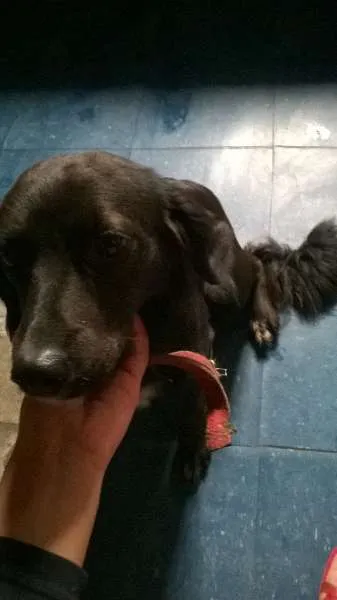 Cachorro ra a viralata idade 7 a 11 meses nome neguinha