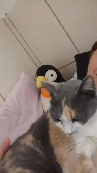 Gato ra a um é mestiço a angorá e o resto srdf. idade 1 ano nome malu, rakin, anakin