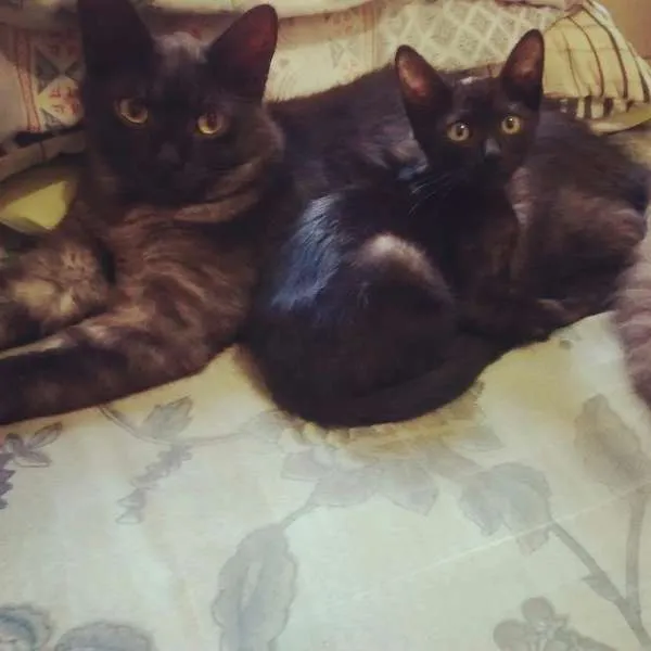 Gato ra a um é mestiço a angorá e o resto srdf. idade 1 ano nome malu, rakin, anakin