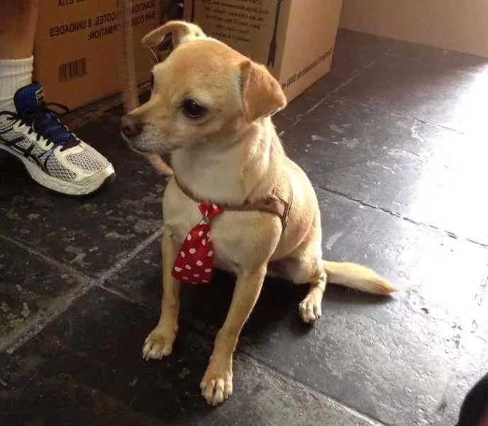 Cachorro ra a  idade 2 anos nome sem