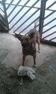 bob
