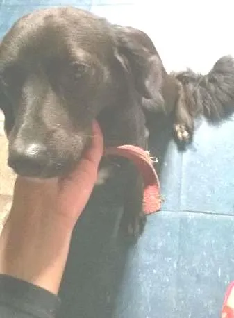 Cachorro ra a viralata idade 7 a 11 meses nome neguinha