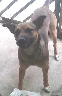 Cachorro ra a vira lata com pit bul idade 2 anos nome bob