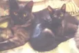 malu, rakin, anakin