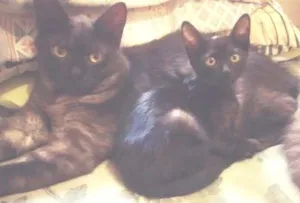 Gato raça um é mestiço a angorá e o resto srdf. idade 1 ano nome malu, rakin, anakin