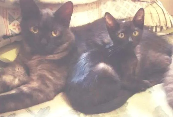 Gato ra a um é mestiço a angorá e o resto srdf. idade 1 ano nome malu, rakin, anakin
