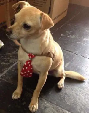 Cachorro raça  idade 2 anos nome sem