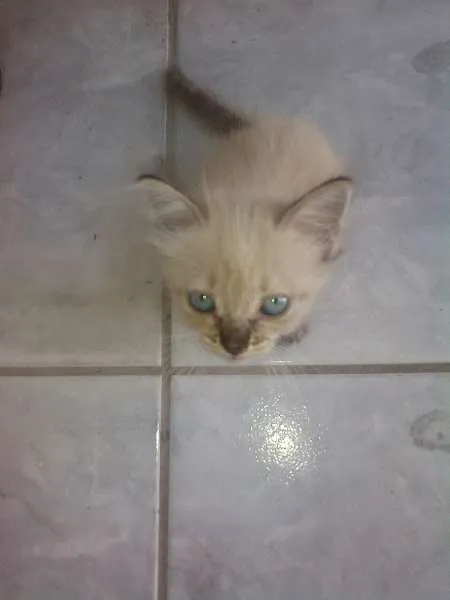 Gato ra a Siamês idade Abaixo de 2 meses nome Tina
