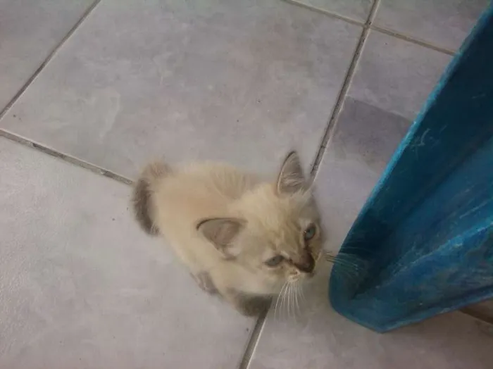 Gato ra a Siamês idade Abaixo de 2 meses nome Tina