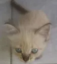 Tina