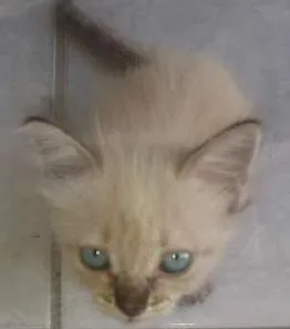 Gato ra a Siamês idade Abaixo de 2 meses nome Tina