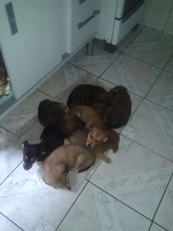 Cachorro ra a Indefinido idade 2 a 6 meses nome ...