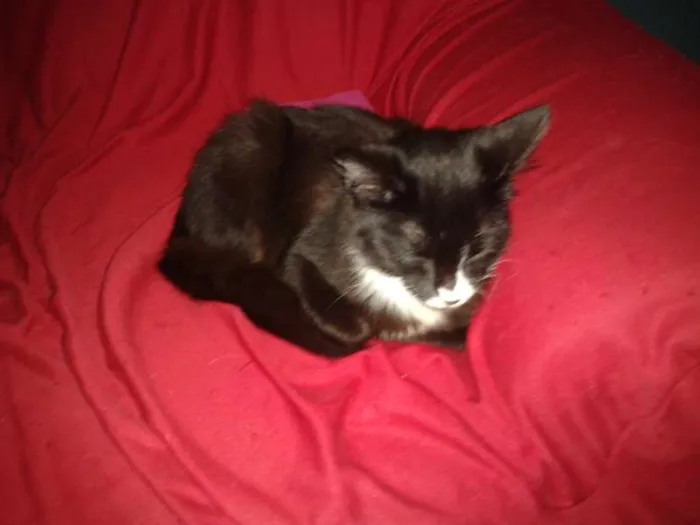 Gato ra a não sei idade 2 a 6 meses nome não tem
