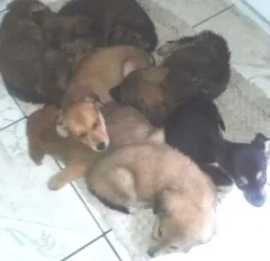 Cachorro raça Indefinido idade 2 a 6 meses nome ...