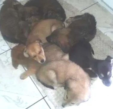 Cachorro ra a Indefinido idade 2 a 6 meses nome ...