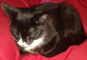 Gato raça não sei idade 2 a 6 meses nome não tem