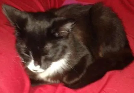 Gato ra a não sei idade 2 a 6 meses nome não tem