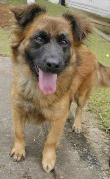 Cachorro raça SRD idade 4 anos nome Ted Camurça