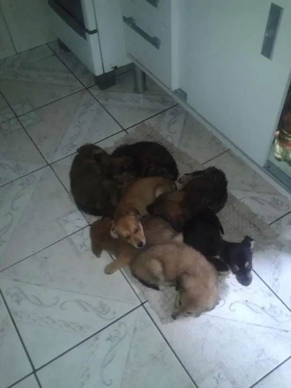 Cachorro ra a indefinido idade 2 a 6 meses nome ...