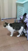 chorão