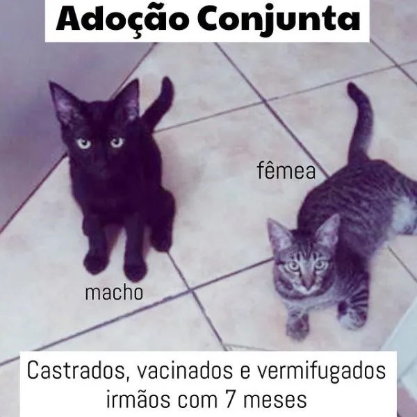 Gato ra a SRD idade 2 a 6 meses nome Lion