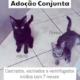 Gato raça SRD idade 2 a 6 meses nome Sol
