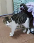 chorão