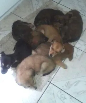 Cachorro raça indefinido idade 2 a 6 meses nome ...