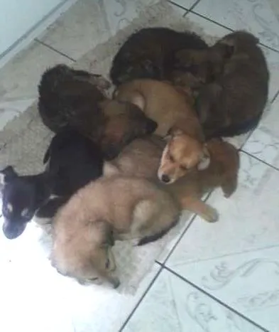 Cachorro ra a indefinido idade 2 a 6 meses nome ...