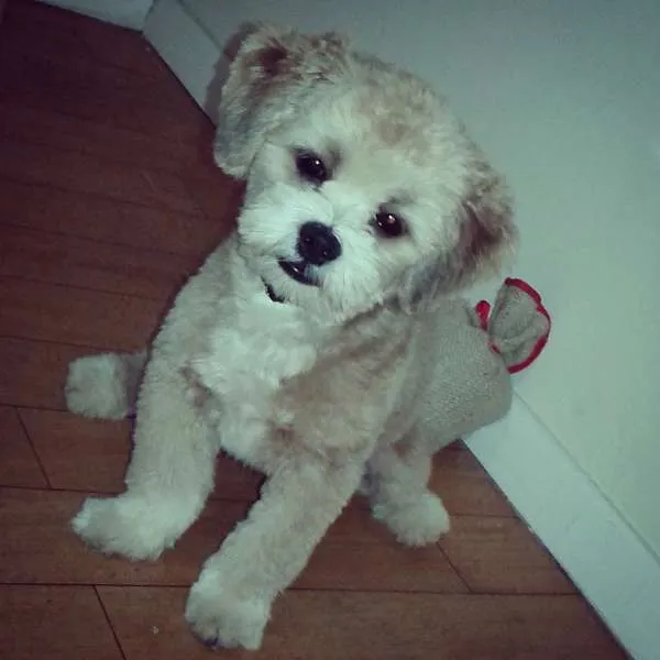 Cachorro ra a Lhasa Apso idade 7 a 11 meses nome Tedy