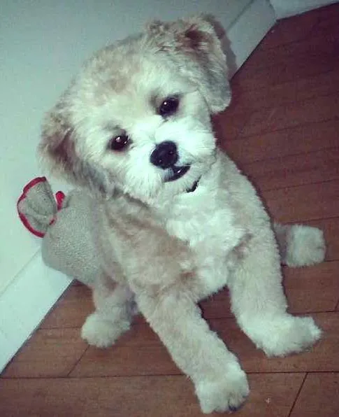 Cachorro ra a Lhasa Apso idade 7 a 11 meses nome Tedy