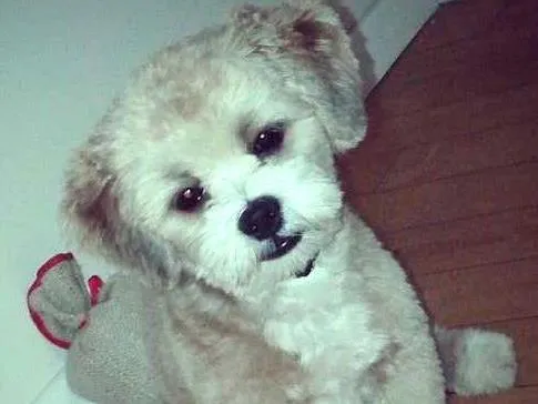 Cachorro ra a Lhasa Apso idade 7 a 11 meses nome Tedy