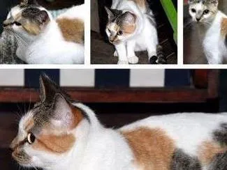 Gato ra a Rnd idade 6 ou mais anos nome Cacilda