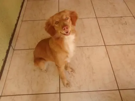 Cachorro raça VL idade 2 a 6 meses nome Belinha