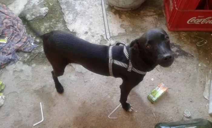Cachorro ra a Sem raça idade 2 a 6 meses nome Marley
