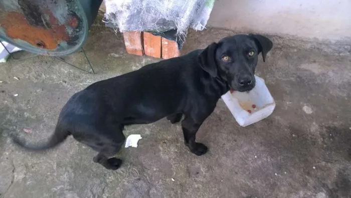 Cachorro ra a SRD idade 2 a 6 meses nome Preta