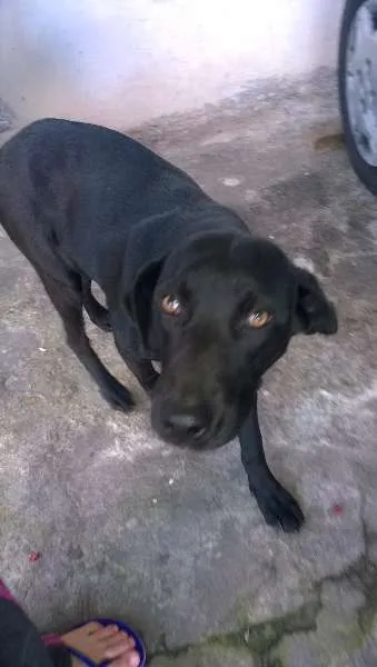 Cachorro ra a SRD idade 2 a 6 meses nome Preta