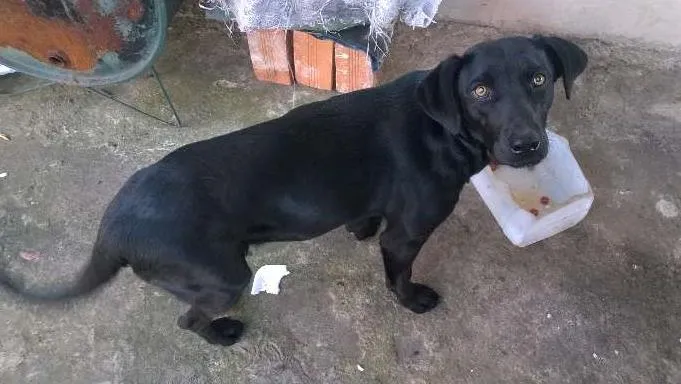 Cachorro ra a SRD idade 2 a 6 meses nome Preta