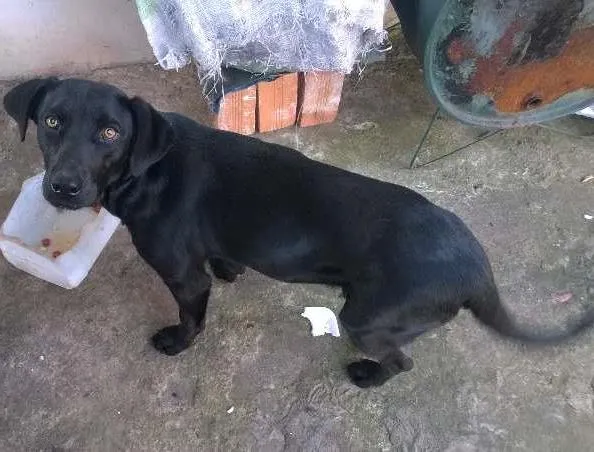 Cachorro ra a SRD idade 2 a 6 meses nome Preta